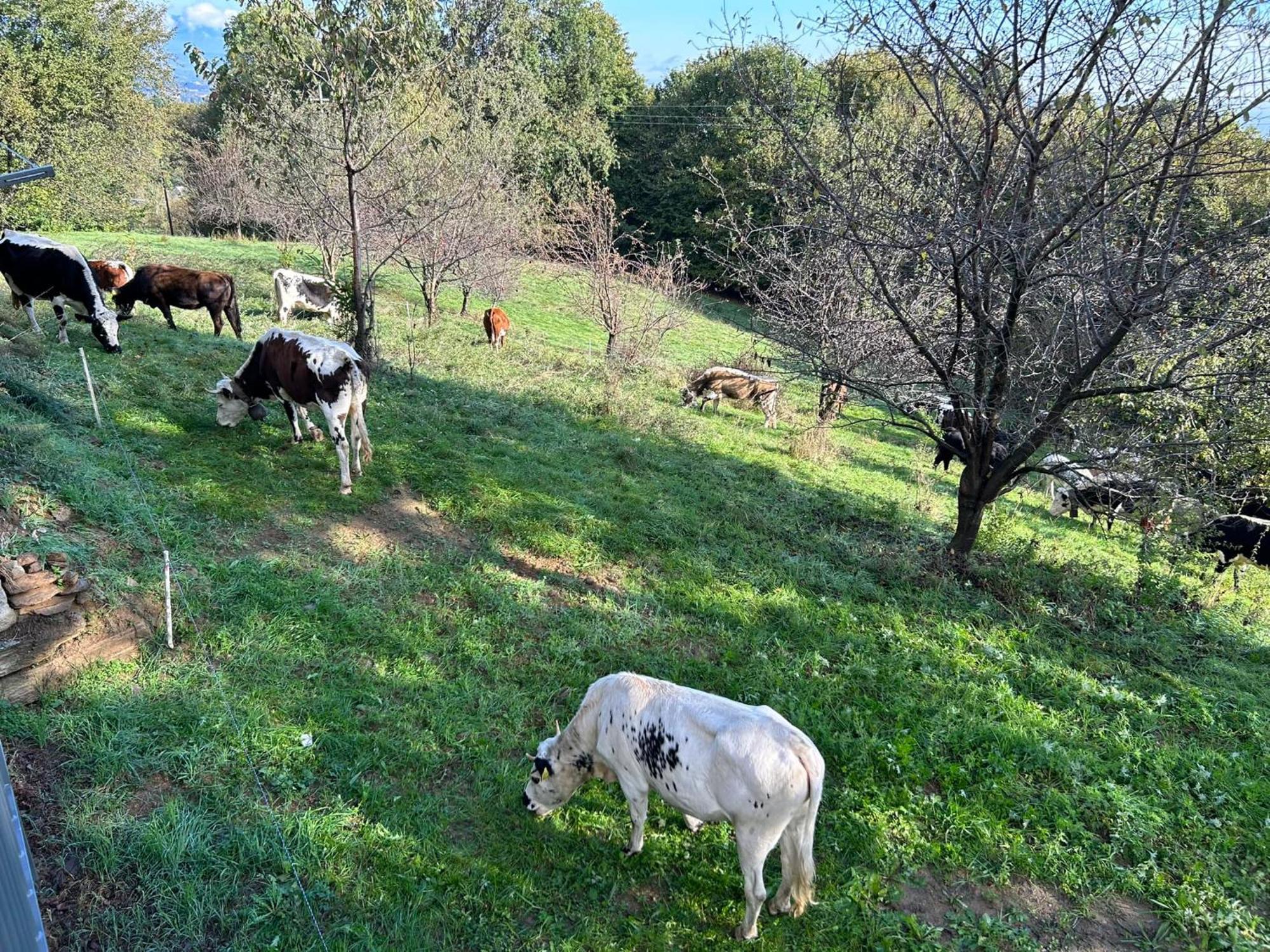 הוילה Bagnolo Piemonte Casa Salada מראה חיצוני תמונה